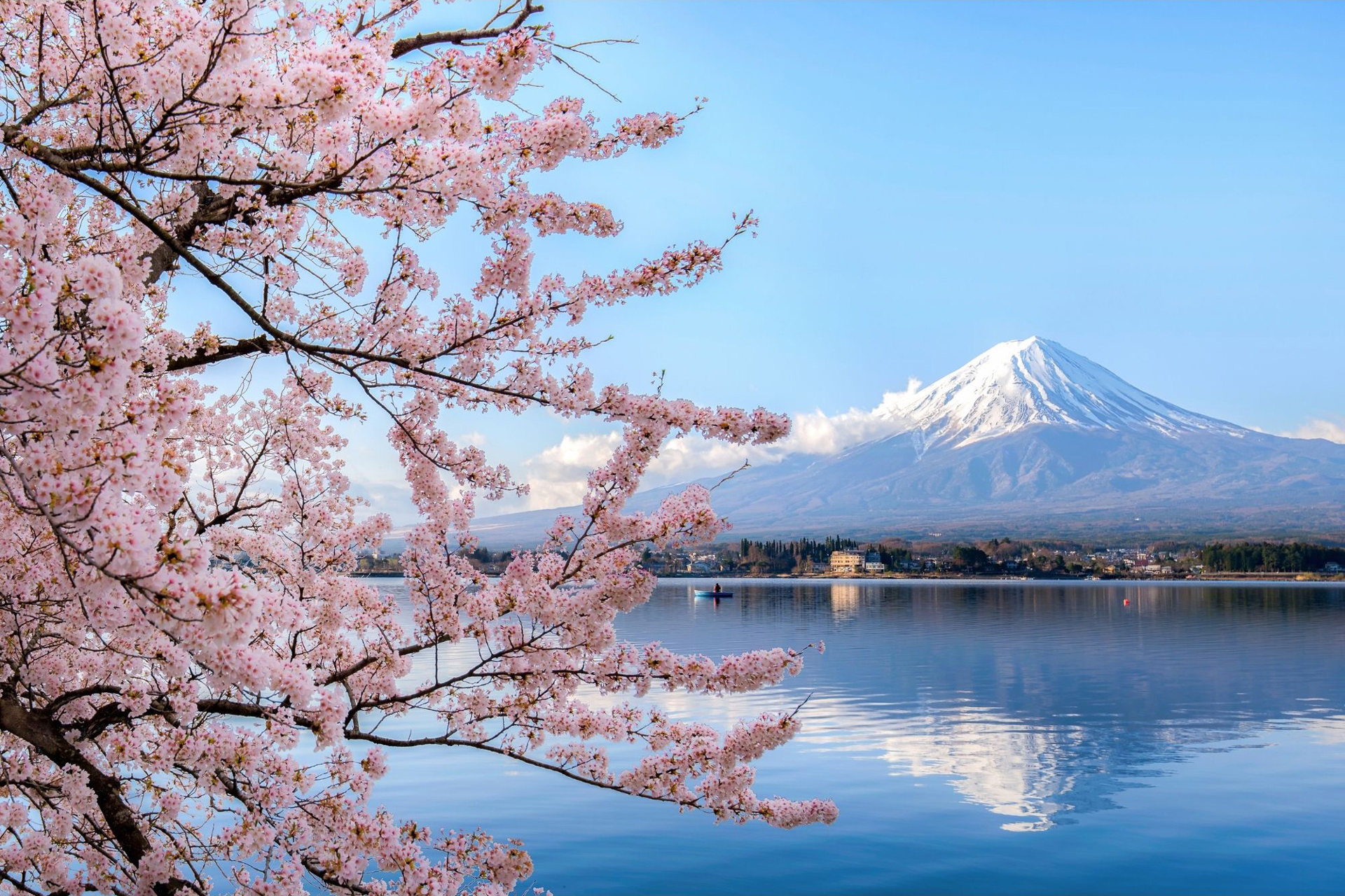 Mount Fuji in the background with cherry blossoms in the foreground